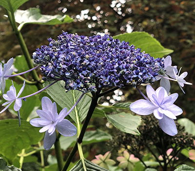 산수국