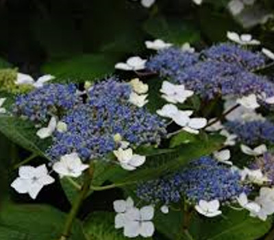 특별수국