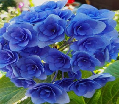 특별수국